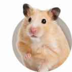 Hamster Guide