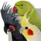 Parrot Breeds