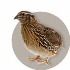 Quail Guide