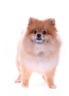 Pomeranian