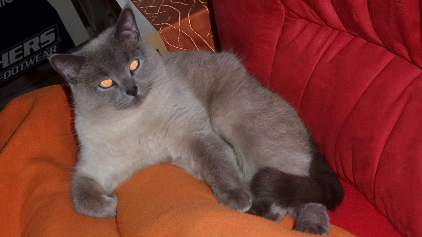 British Shorthair Colourpoint Cats Breed Information Omlet British Shorthair Colourpoint Cats Breed Information Omlet