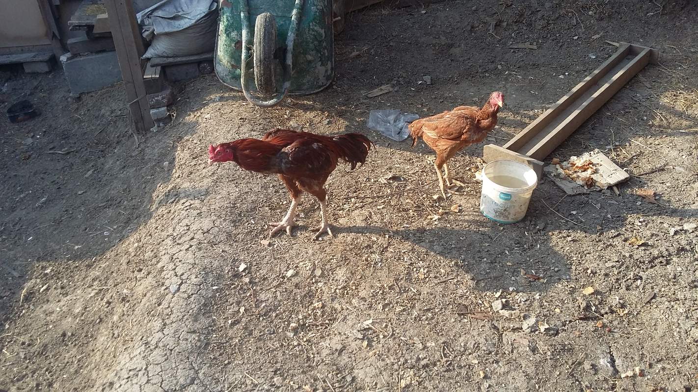 Indian Game For Sale Chickens Breed Information Omlet