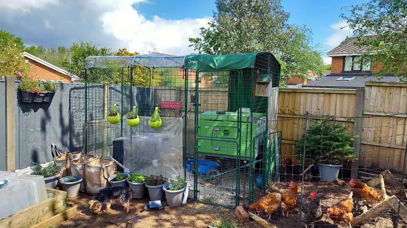 Reviews for Walk In Chicken Run Chicken Keeping Omlet