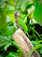 Red Fan Parrot