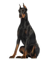 Doberman Pinscher