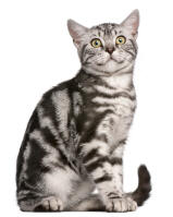 British Shorthair - Tabby