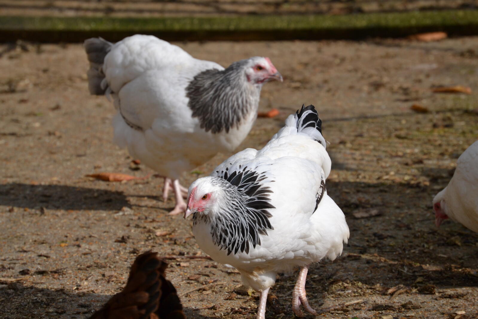 Sussex Chickens Sussex For Sale