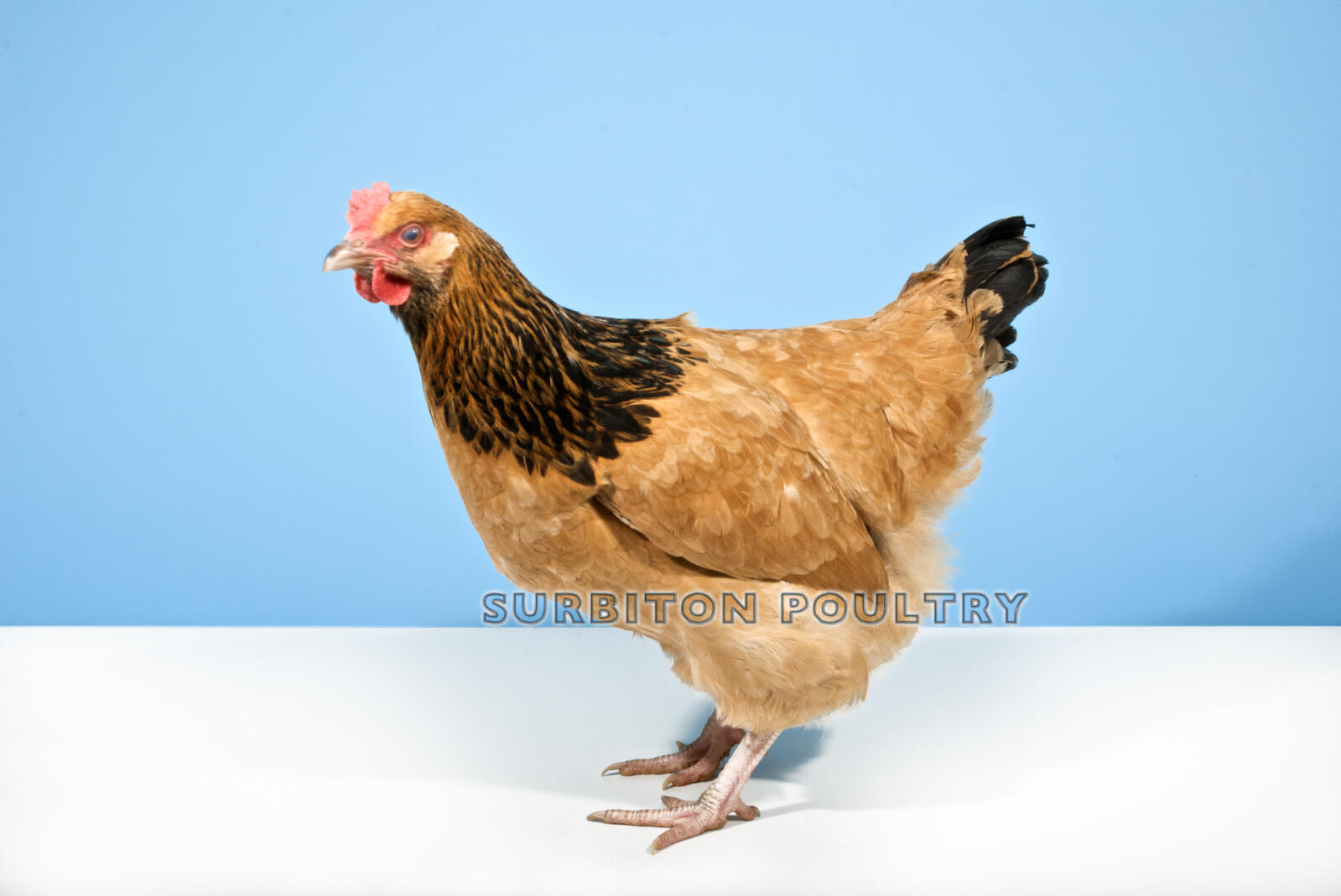 Chickens | Breed Information | Omlet