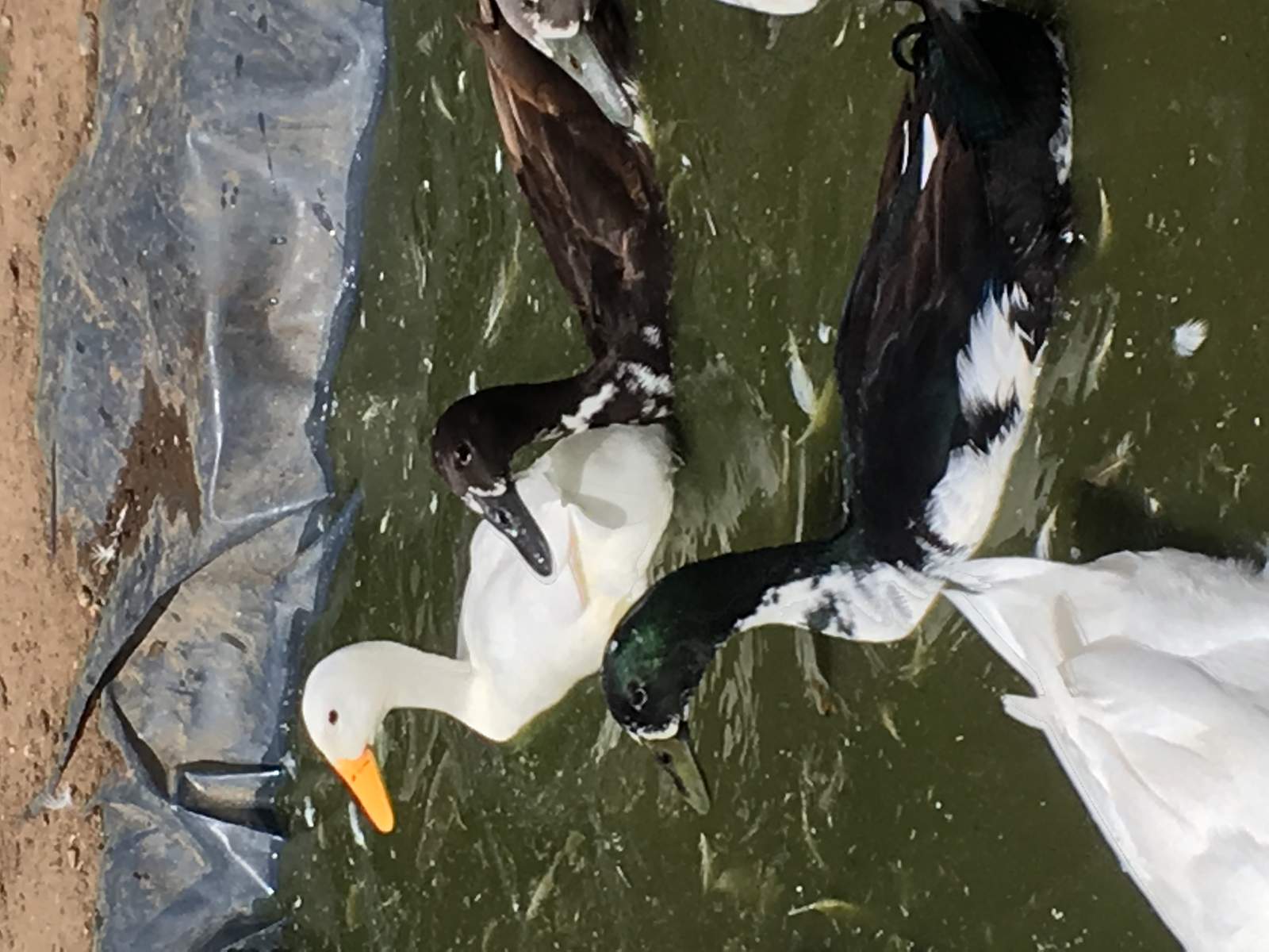 Indian Runners For Sale Ducks Breed Information Omlet