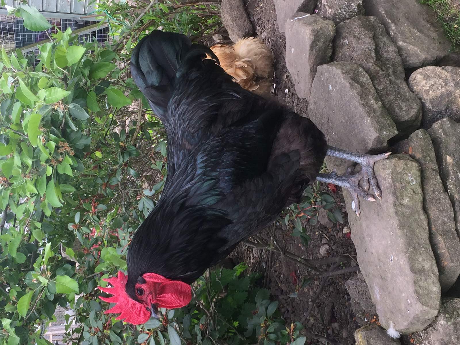 Jersey Giant For Sale Chickens Breed Information Omlet