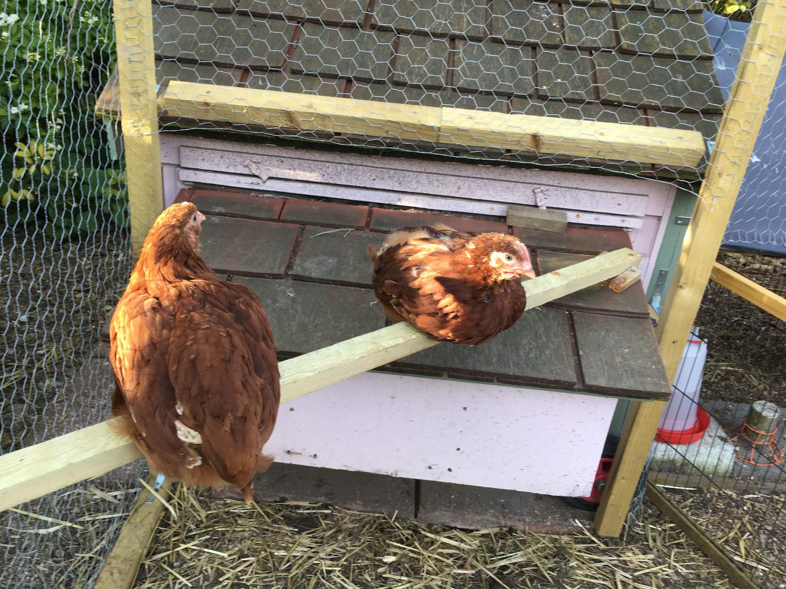 Rhode island red chickens for sale near me