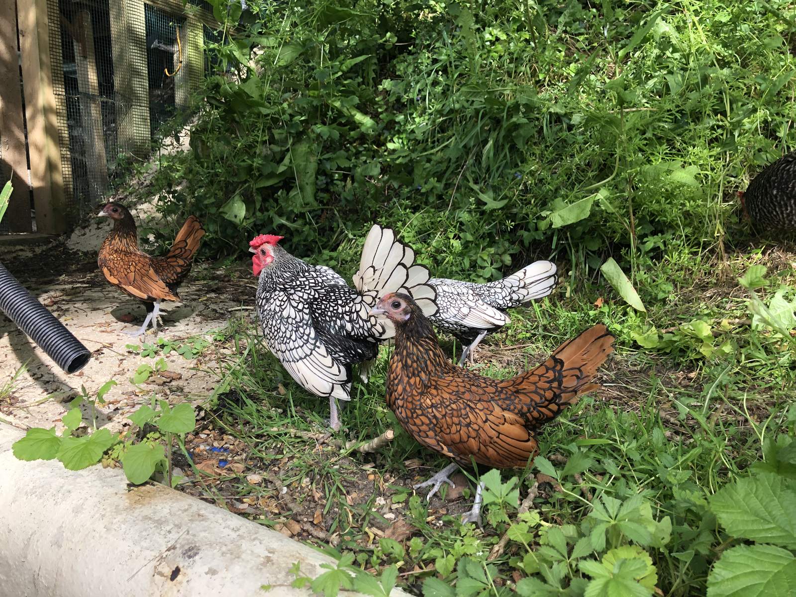Sebright For Sale Chickens Breed Information Omlet