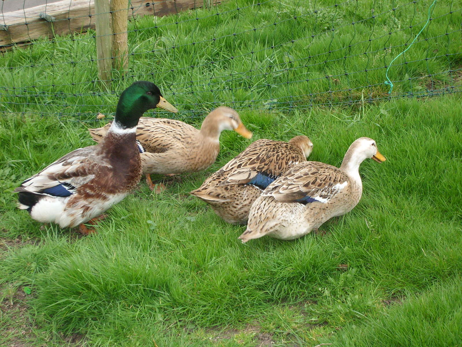 Ducks Breed Information Omlet