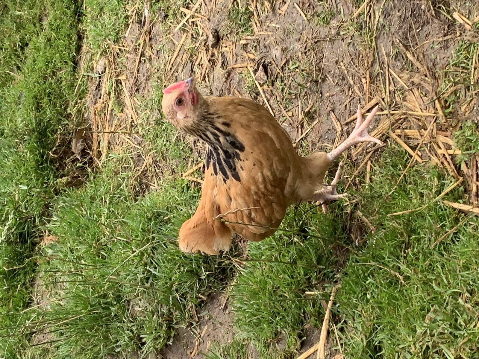 Sussex Bantam For Sale Chickens Breed Information Omlet