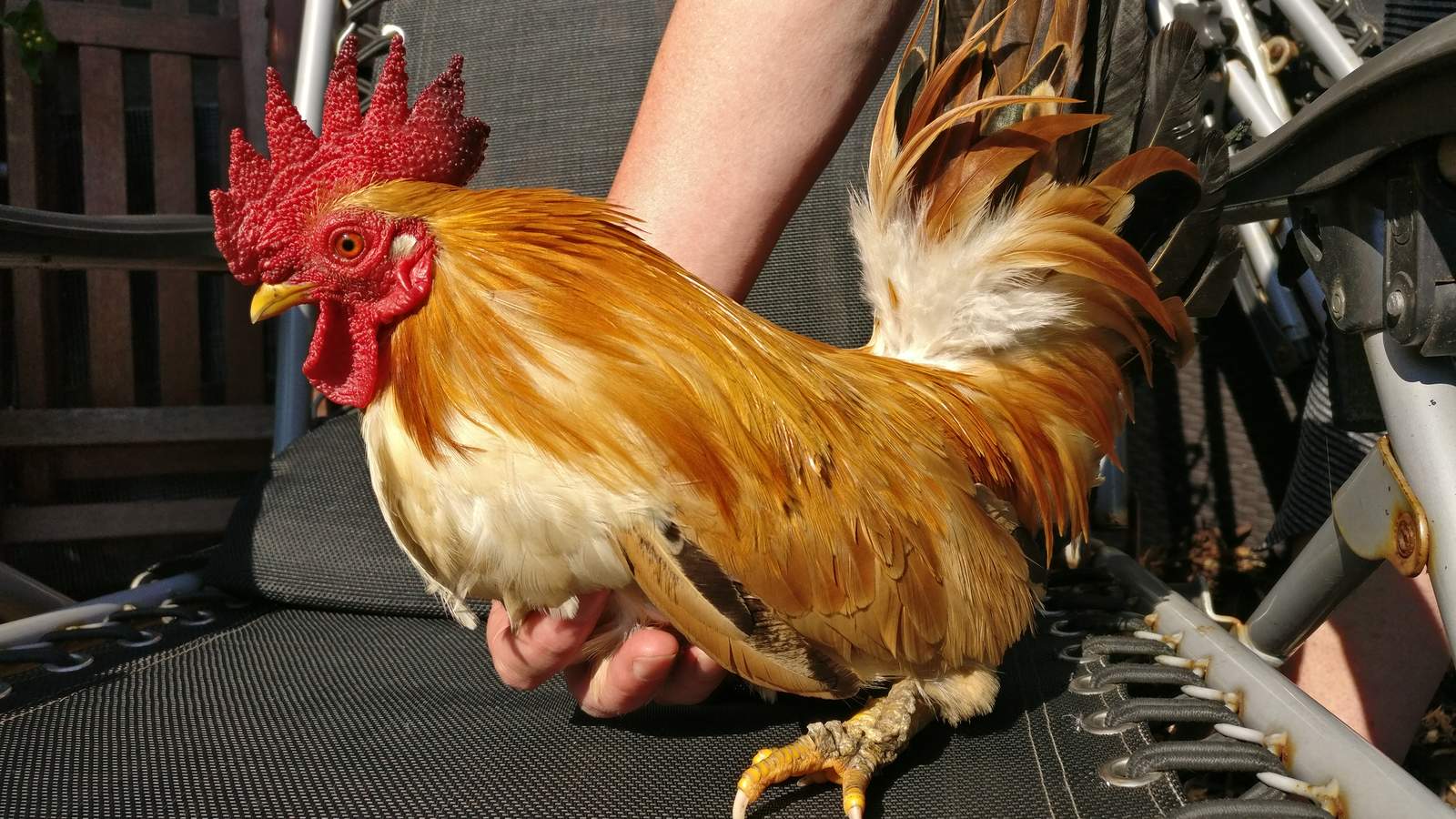 Japanese Bantam For Sale Chickens Breed Information Omlet