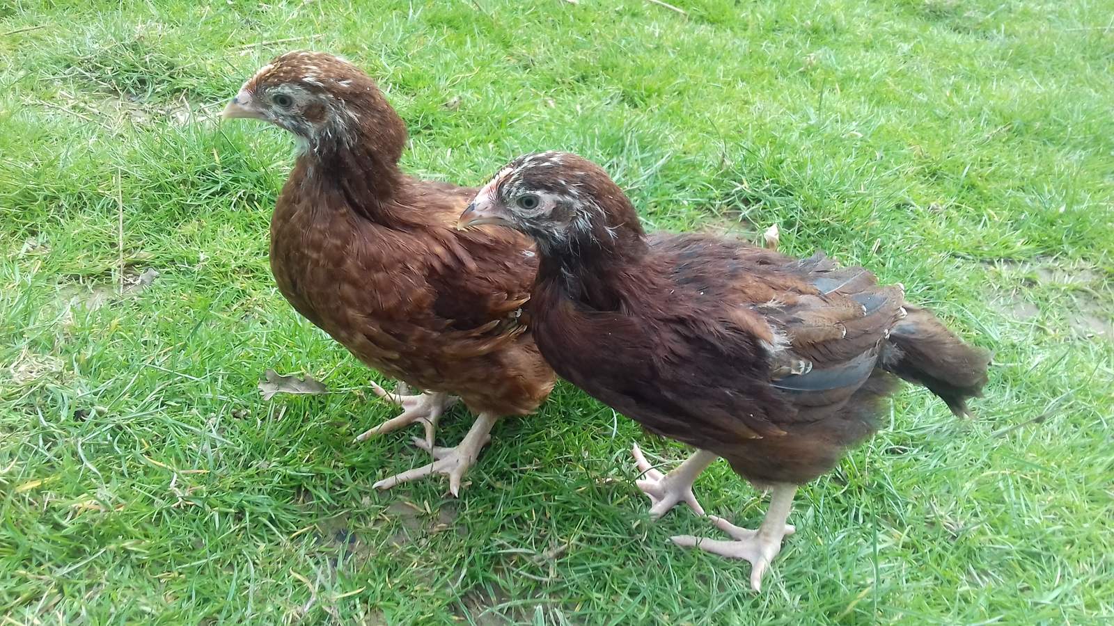 Rhode Island Red For Sale Chickens Breed Information Omlet