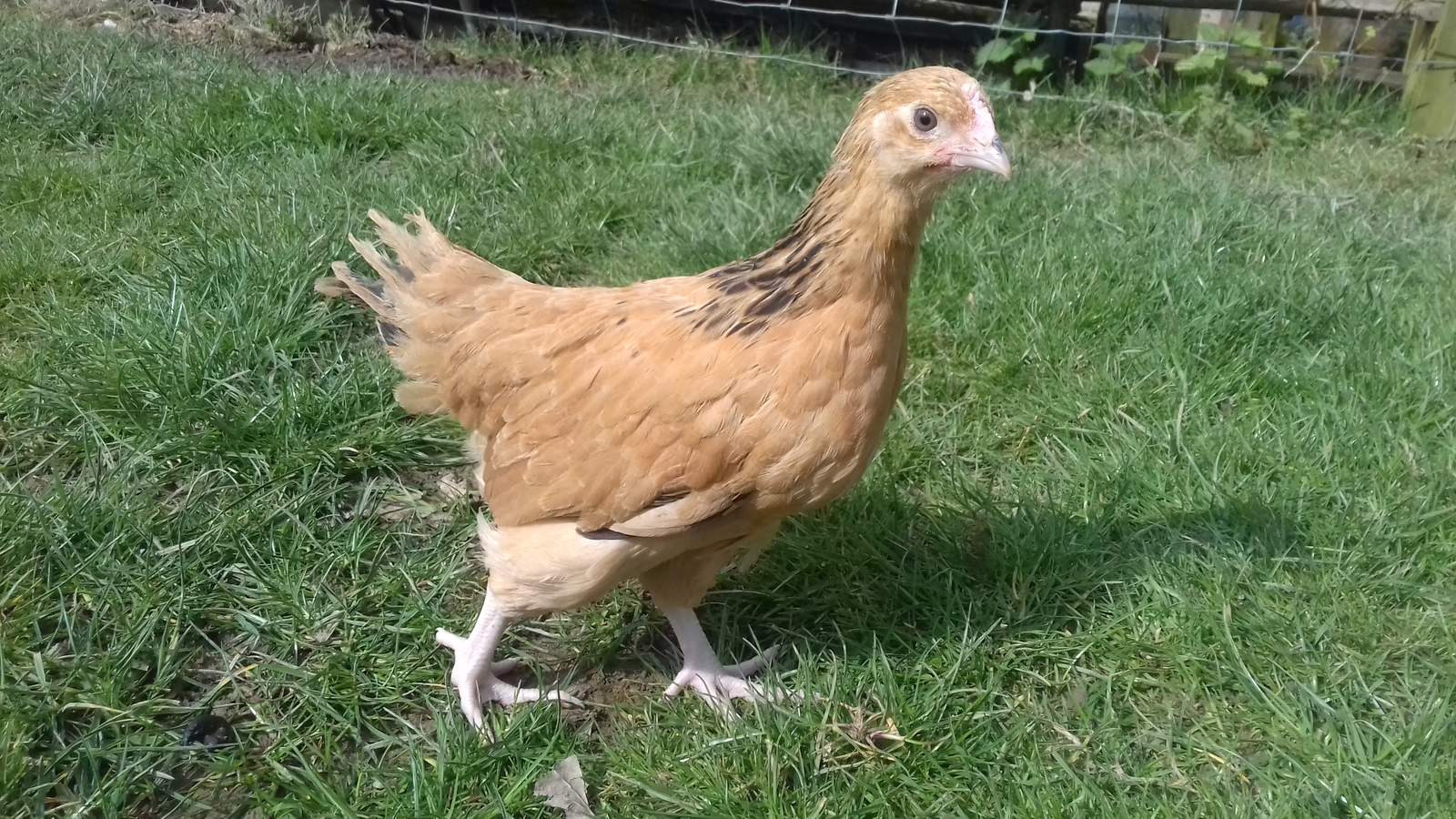 Sussex For Sale Chickens Breed Information Omlet
