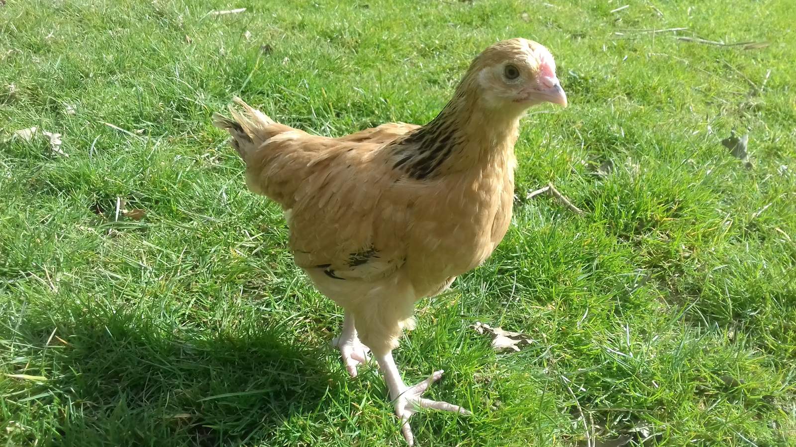 Sussex For Sale | Chickens | Breed Information | Omlet