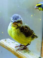 Introduction to Finches | Finches and Canaries | Guide | Omlet UK
