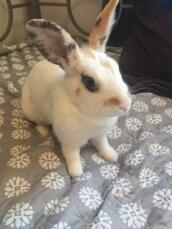 Rhinelander Rabbits | Rhinelander For Sale | Rabbit Breeds