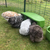 Chickens eating their food out of the green Eglu Cube feeder.