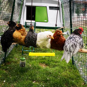 Green Eglu Cube Large Chicken Coop with Run with 6 chickens perching on Omlet Chicken Perch