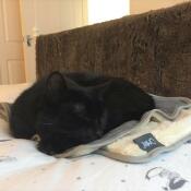Snoozing on his new blanket!
