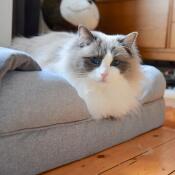 Cat on Cat Memory Foam Bolster Bed