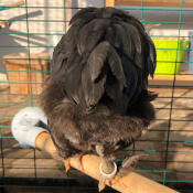 A chicken perching on a chicken perch