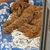 A dog sleeping in the Gardenia Porcelain dog bed.