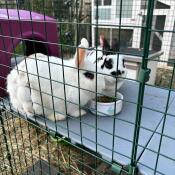 Two rabbits eating whilst sat on the Zippi platform