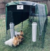 The combi cover attached to the cube run with chickens standing at the entrance.