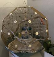 Omlet Geo Bird Cage with Gold Cage and Teal Base