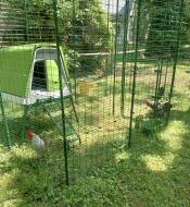 Two roosters in the walk in run separated by a partition.