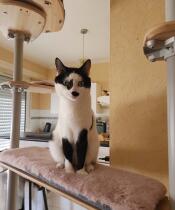 A cat sat on the pink bridge cushion attached to the indoor cat tree.