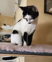 Black and white cat sat on Freestyle Indoor Cat Tree bridge with pink faux sheepskin cushion