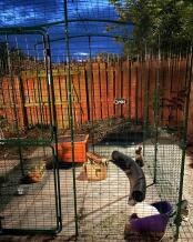 Rabbits in their outdoor rabbit run enclosure.