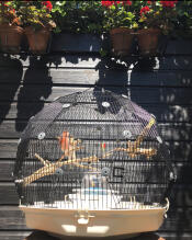 A geo bird cage outside in a garden.