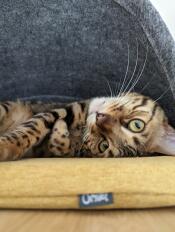 A cat resting in the felt den and yellow cushion.