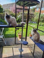Two cats sitting on the outdoor freestyle cat tree.