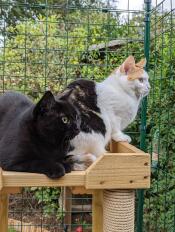Two cats inside their large enclosure