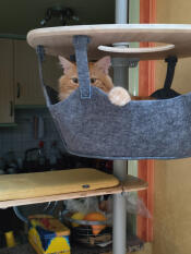 A cat lounging in the grey freestyle cat tree hammock.