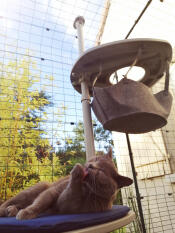 A cat lounging on the outdoor freestyle cat tree platform.