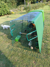 Hens in the shade and under cover!