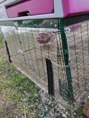 Transparent covers on a chicken run