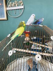 Three birds sat on top of the geo bird cage.