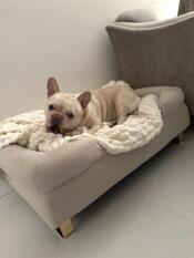 A french bulldog resting in the natural beige bolster dog bed.