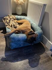 A dog resting in the Nature Trail Teal Bolster dog bed.