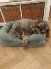 Dog sleeping on small Bolster Dog Bed in Corduroy Moss by Omlet.