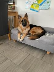 A dog resting in the Bolster grey dog bed.